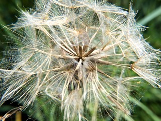 white blossom of Dandelion (Taraxacum officinalis) on green background,