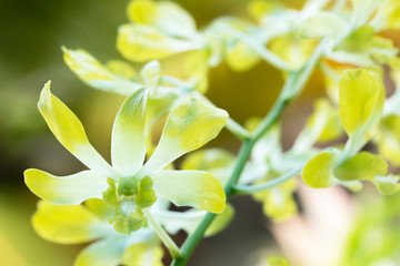 yellow orchid in natural orchid garden and blur light