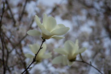 white magnolia flower
