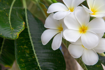 Close Up of White Plumaria flower or Desert Rose flower and Green Leaves on the natural tree.