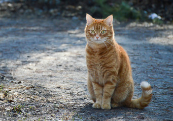 Red cat sits on the road