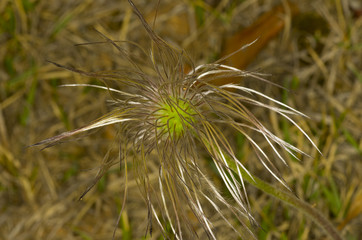 seed of Korean pasque flower
