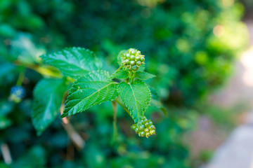 Unripe mulberry fruits on bush