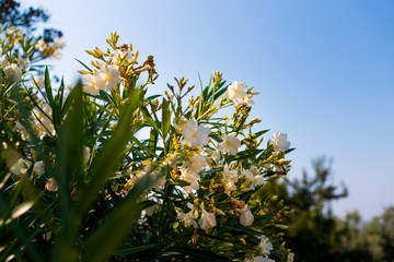 White oleander bush blooms