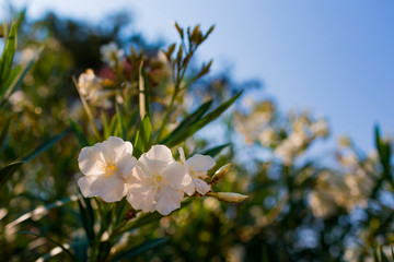 White oleander bush blooms