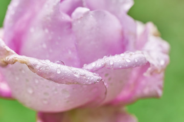 Beautiful pink rose with rain drops on the tender petals outdoors