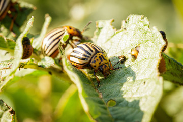 ten-lined potato beetle on green sheet of a potato