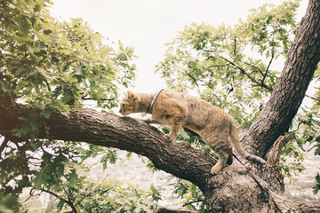 Domestic cat walking on tree outdoor.