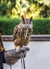 Owl bird on a gloved hand.