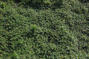 ヤブガラシが一面にはびこる草むら