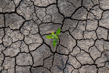 Lonely green sprout on lifeless soil cracked by drought.