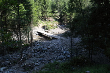 Forests in the Alps in Trentino Alto Adige