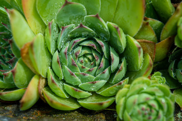 Fototapeta premium Succulent plant very close view