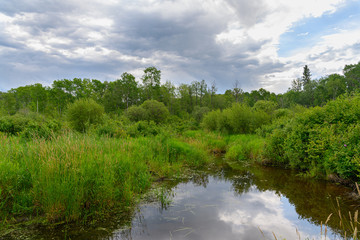 lush green wetland cloud fill sky surounded by forest