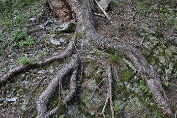 Forests in the Alps in Trentino Alto Adige