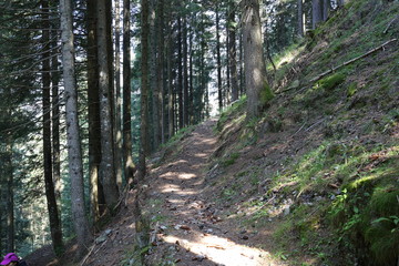 Forests in the Alps in Trentino Alto Adige
