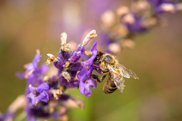 small bee hard work on violet flower
