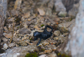 Black Newt closeup detail in natural environment