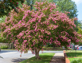 Pink summer crepe myrtle tree in full bloom in residential neighborhood.