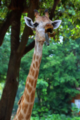 Giraffe 1