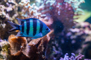 Naklejka na ściany i meble Small fish swim in aqurium