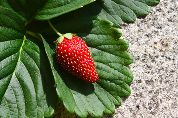 Erdbeere und Erdbeerblätter	
