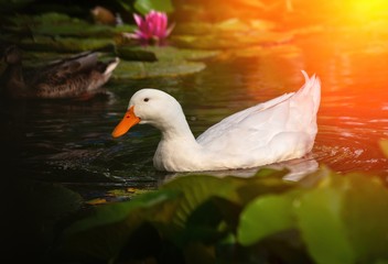 Nice snow white goose on lake nature wild birds 