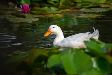 Nice snow white goose on lake nature wild birds 