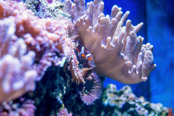 Small fish swim in aqurium