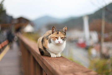 cat on fence