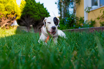 Domestic Pointer mixed with Dalmatian dog lying on the lawn and chews a treat