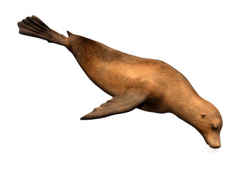 Naklejka premium 3D Rendering Harbor Seal on White