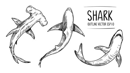 Sketch of shark. Hand drawn illustration converted to vector. Outline with transparent background