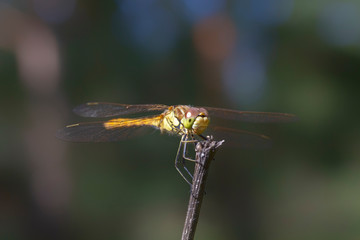 Dragonfly on a plant macro.