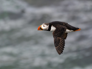 Atlantic Puffin  Flying Over Ocean Water , Portrait