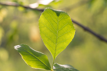Fototapeta na wymiar green leaf in the sun.
