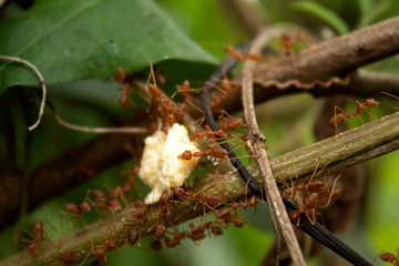 ant on tree nature garden