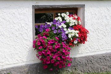 Fototapeta na wymiar Blumenschmuck an einem Fenster, Sommerblumen, Petunien