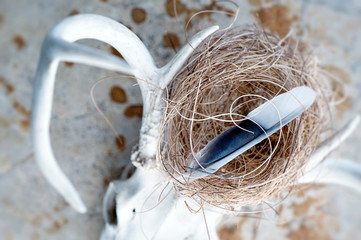 Deer skull antler with bird nest and feather. 