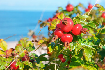 Rosehip bush. The red berries of wild rose hips. Medicinal berries. Rosa canina. Wild rose. Hip bush