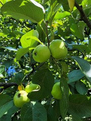 Tree with green apples in the village 