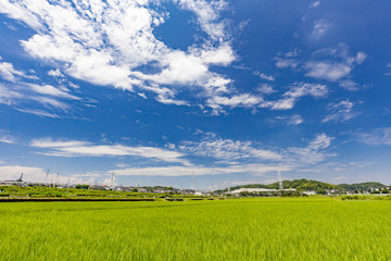 Obraz premium 横浜郊外の水田地帯