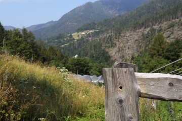 Fototapeta na wymiar Forests in the Alps in Trentino Alto Adige