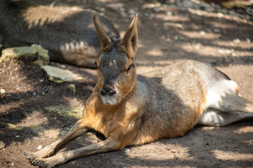 young cangaroo resting in shadow