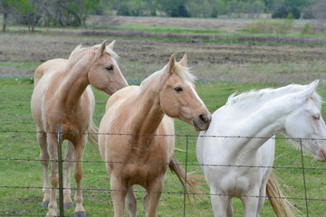 horses