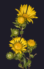 Closeup of Gumweed (Grindelia squarosa) with blooms and buds