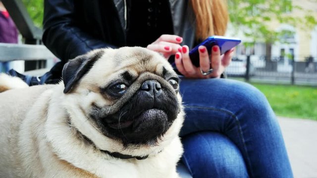 Funny pug dog lying at bench on the street, woman hands using smartphone at background