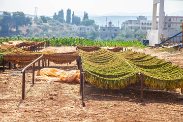 tobacco plants drying in sunny field at a Village in South of Lebanon