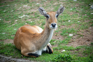 Naklejka na ściany i meble young deer animal rest on the grass