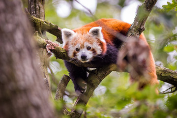 panda red © jurra8